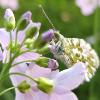 le cri du papillon printemps (7.4.2014)