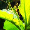 la locuste verte (10. 8. 2013)